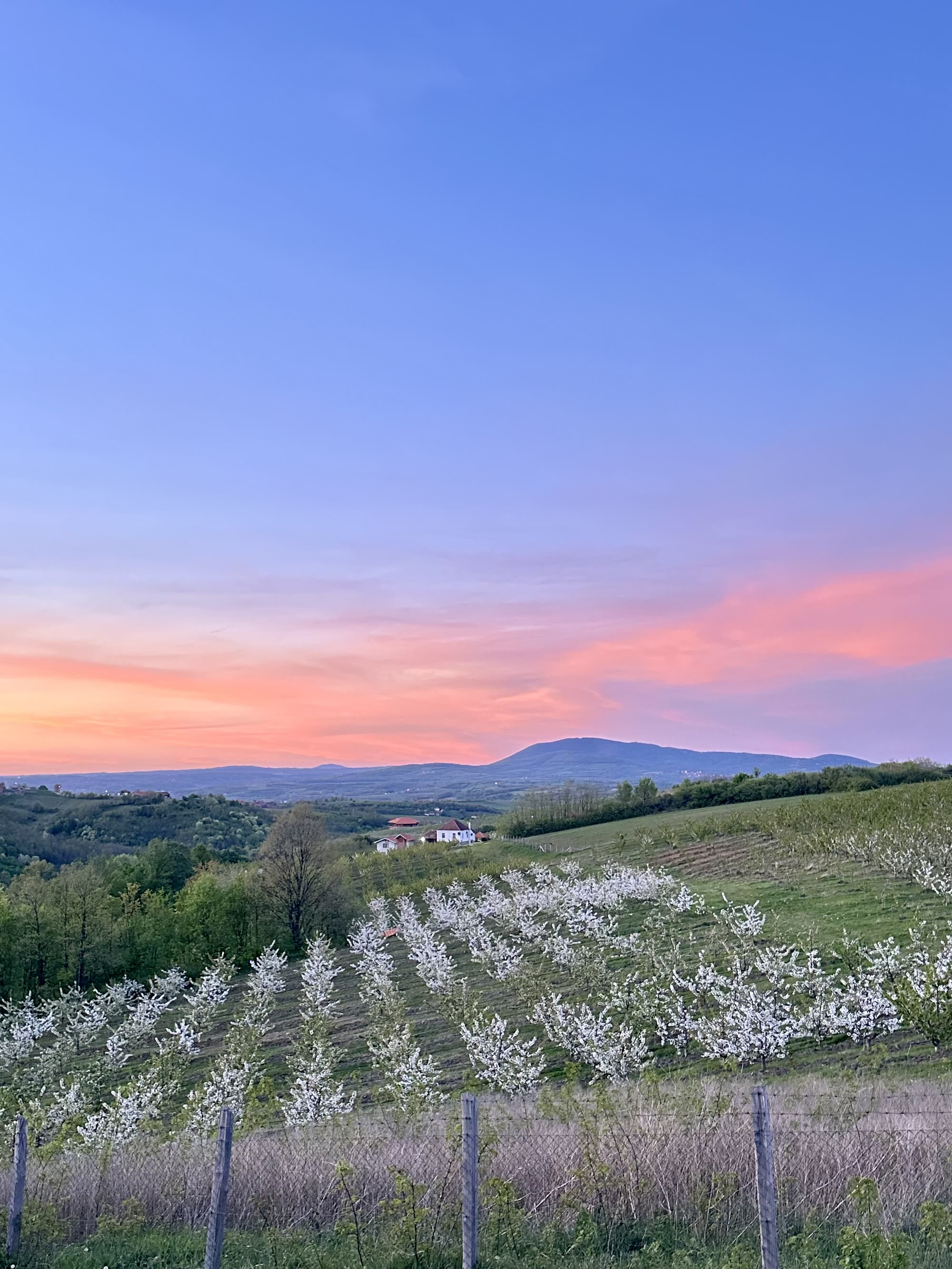 Zalazak sunca nad voćnjacima